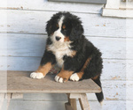 Small Photo #2 Bernese Mountain Dog Puppy For Sale in ELIZABETHTOWN, PA, USA