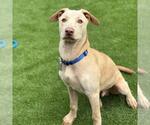 Small #2 Labrador Retriever Mix
