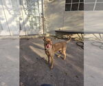 Small #5 Vizsla