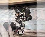 Small Great Dane