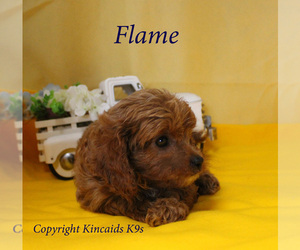 Cavapoo Puppy for sale in CHANUTE, KS, USA