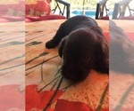 Small Photo #10 Schnauzer (Miniature) Puppy For Sale in CAPE CORAL, FL, USA
