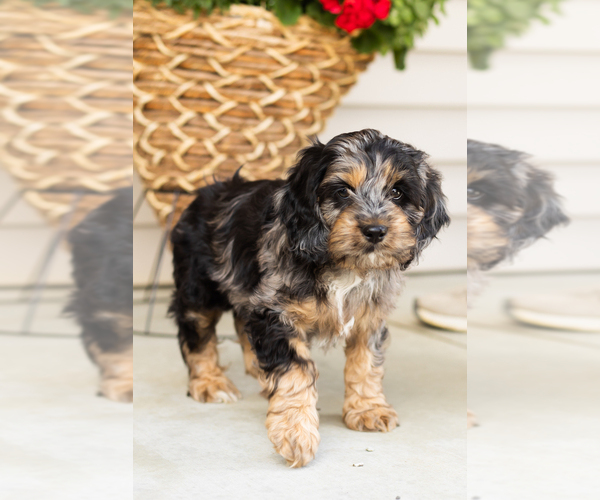 Medium Photo #6 Cocker Spaniel-Poodle (Miniature) Mix Puppy For Sale in MILLERSBURG, IN, USA