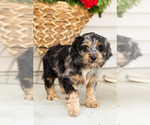 Small #5 Cocker Spaniel-Poodle (Miniature) Mix