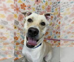 Small #1 Labrador Retriever Mix