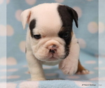 Small Photo #22 English Bulldog Puppy For Sale in WINNSBORO, TX, USA