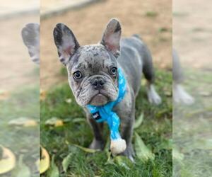 French Bulldog Puppy for sale in SACRAMENTO, CA, USA
