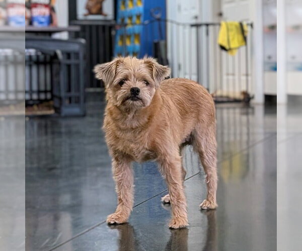 Medium Photo #1 Mutt Puppy For Sale in Vail, AZ, USA