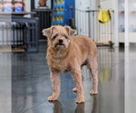 Small Mutt