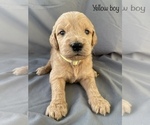 Small Photo #5 Goldendoodle Puppy For Sale in GARDEN CITY, MO, USA