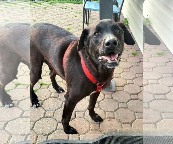 Medium Photo #1 Labrador Retriever-Unknown Mix Puppy For Sale in Germantown, OH, USA