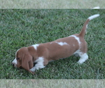 Small Photo #34 Basset Hound Puppy For Sale in MEMPHIS, MO, USA