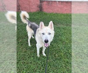 Gerberian Shepsky Dogs for adoption in Forestville, MD, USA