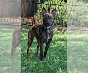 Dutch Shepherd -Unknown Mix Dogs for adoption in Mobile, AL, USA