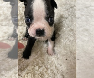 Boston Terrier Puppy for sale in CRKD RVR RNCH, OR, USA
