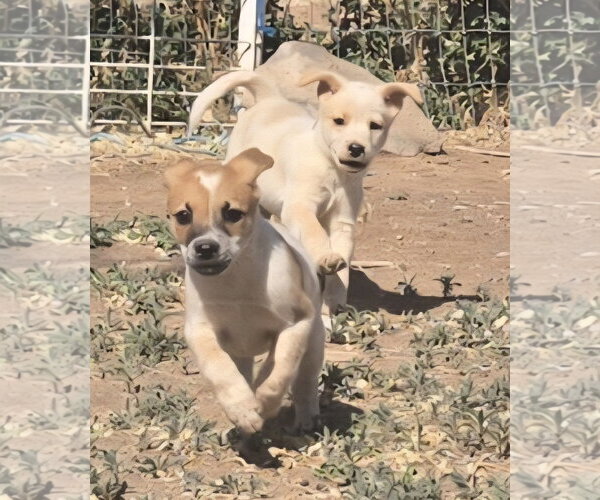 Medium Photo #2 Australian Shepherd-Jack Russell Terrier Mix Puppy For Sale in Peralta, NM, USA
