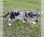 Small Photo #8 Catahoula Leopard Dog-German Shepherd Dog Mix Puppy For Sale in Wakefield, RI, USA