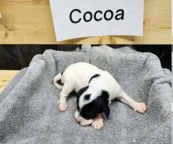 Medium Photo #10 English Setter Puppy For Sale in HANCOCK, MN, USA