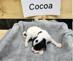 Puppy Cocoa English Setter