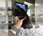 Small #6 Yorkshire Terrier