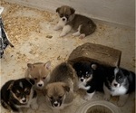 Image preview for Ad Listing. Nickname: Litter of 6