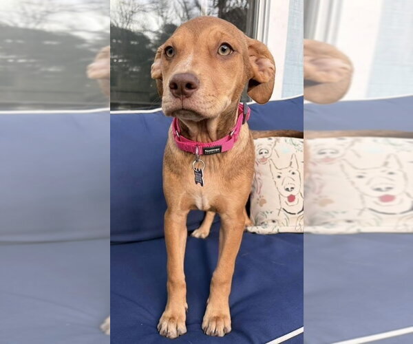 Medium Photo #4 Mutt Puppy For Sale in Oak Bluffs, MA, USA