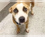 Small #1 American Pit Bull Terrier Mix