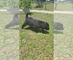 Small Photo #40 Aussiedoodle Puppy For Sale in CONWAY, SC, USA