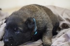 Small Photo #4 Belgian Malinois Puppy For Sale in ETOWAH, OK, USA