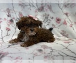Small Photo #6 Poovanese Puppy For Sale in LAKELAND, FL, USA
