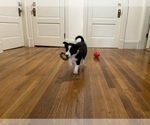Puppy St Stephen Border Collie