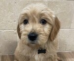 Puppy 6 Golden Labrador-Goldendoodle Mix