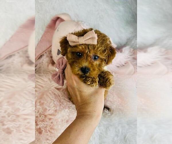 Medium Photo #4 Poodle (Toy) Puppy For Sale in PEMBROKE PINES, FL, USA