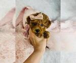 Small Photo #12 Poodle (Toy) Puppy For Sale in PEMBROKE PINES, FL, USA