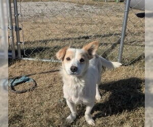 Mutt Dogs for adoption in Boston, MA, USA