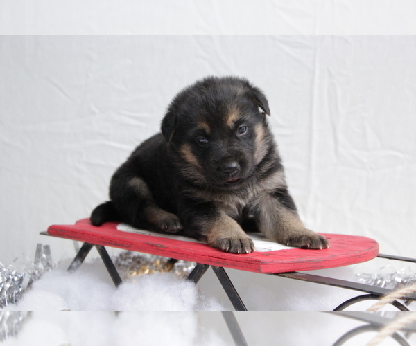 Medium Photo #1 German Shepherd Dog Puppy For Sale in AUBURN, KY, USA