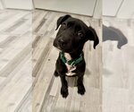 Small Photo #4 Labrador Retriever-Unknown Mix Puppy For Sale in Boston, MA, USA