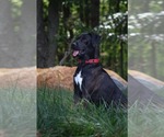 Small #1 Golden Retriever-Great Dane Mix