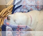 Puppy Breeze English Cream Golden Retriever