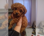 Small Photo #1 Bichpoo-Poodle (Miniature) Mix Puppy For Sale in ADDISON, NY, USA