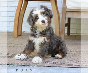 Bernedoodle (Miniature) Puppy for sale in PARADISE, PA, USA