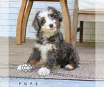 Image preview for Ad Listing. Nickname: Hazel