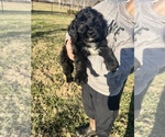 Small Photo #8 Aussiedoodle Puppy For Sale in ELIZABETHTON, TN, USA