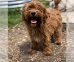 Small Photo #2 Goldendoodle (Miniature) Puppy For Sale in EDWARDSBURG, MI, USA