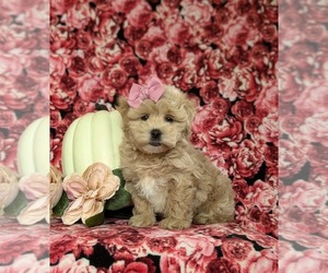 Maltipoo Puppy for sale in NEW PROVIDENCE, PA, USA