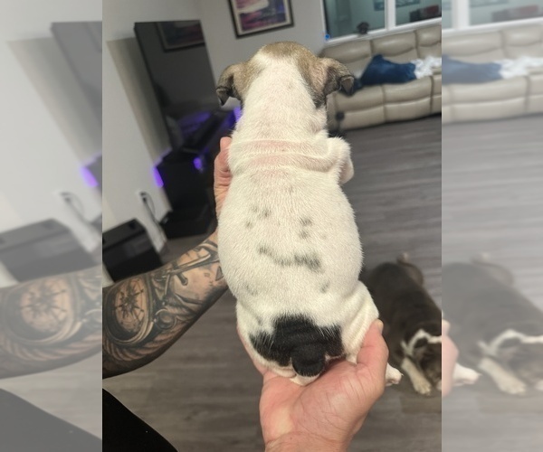 Medium Photo #9 English Bulldog Puppy For Sale in WEEKI WACHEE, FL, USA
