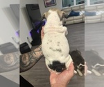 Small Photo #22 English Bulldog Puppy For Sale in WEEKI WACHEE, FL, USA