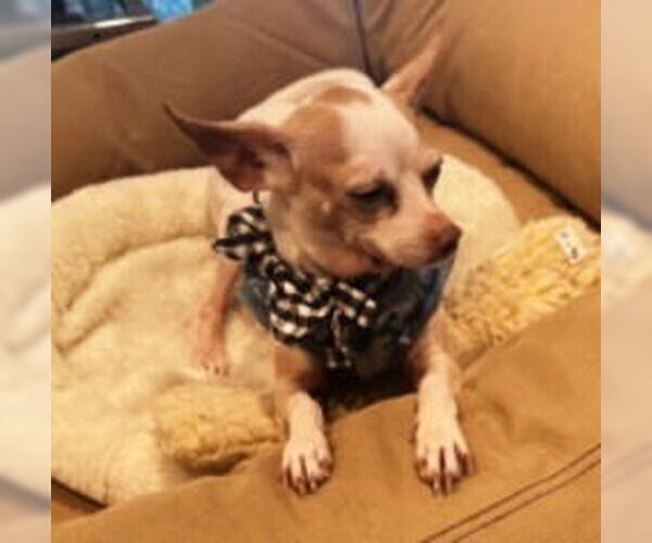 Medium Photo #2 Chihuahua-Unknown Mix Puppy For Sale in HOUSTON, TX, USA