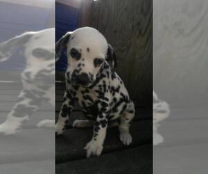 Dalmatian Puppy for sale in KALAMAZOO, MI, USA