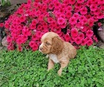 Small Photo #9 Cocker Spaniel Puppy For Sale in WITHEE, WI, USA